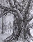 Alter knorriger Baum im Park Sanssouci, gezeichnet mit Kohle im Jahr 2014