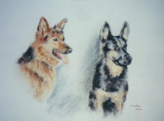 Zwei Deutsche Schäferhunde, gemalt in Pastell